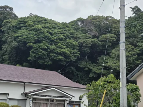道路側から見た岩田神社の社叢。