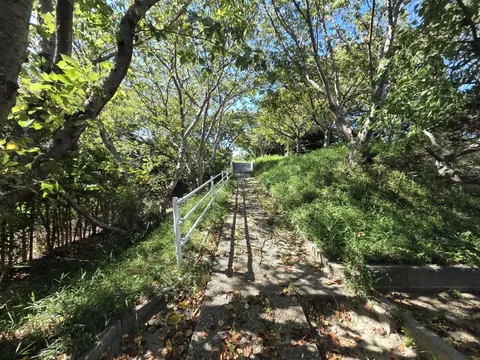木立に囲まれた境内を社殿へ上る参道。