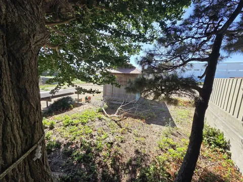 境内の大木と社殿背後の建物。