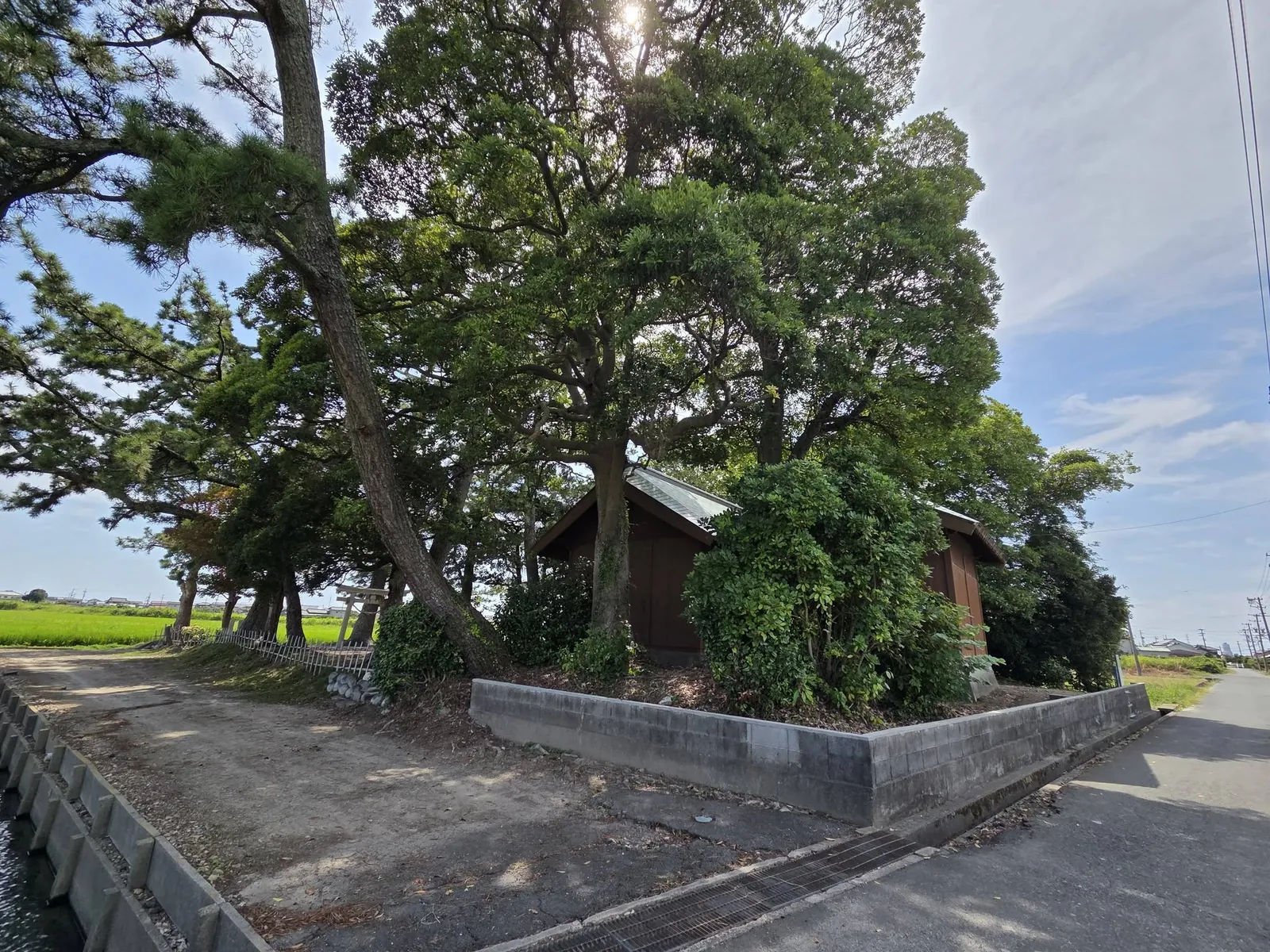 道路側から見た社叢と社殿。